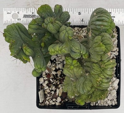 Crested Monstrose Phallus Cactus Extra Large in 5.5" Pot - Truly Plant Art!
