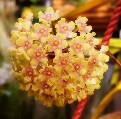 Hoya Balaensis Fully Rooted - Rare Hoyas XL Super Healthy! Grown In 3.5" pot (1)