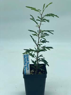 Sweet Acacia Starter Plant Vachellia Farnesiana - Amazing Fragrance Fills Yard!