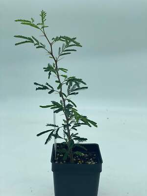 Sweet Acacia Starter Plant Vachellia Farnesiana - Amazing Fragrance Fills Yard!
