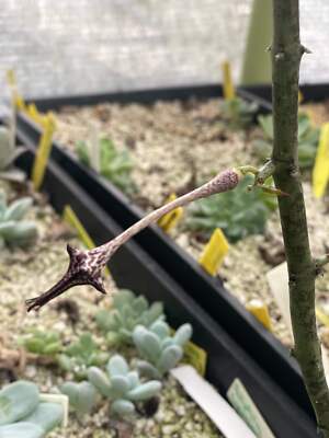 Ceropegia Stapeliformis in 4.5" Pot HUGE! Blooming Size! VERY RARE!
