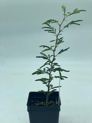 Sweet Acacia Starter Plant Vachellia Farnesiana - Amazing Fragrance Fills Yard!