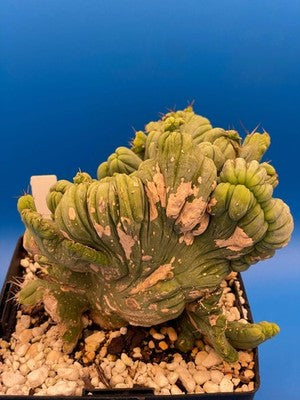 Crested Monstrose Phallus Cactus Extra Large in 5.5" Pot - Truly Plant Art!