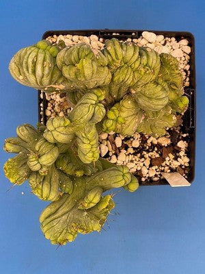 Crested Monstrose Phallus Cactus Extra Large in 5.5" Pot - Truly Plant Art!