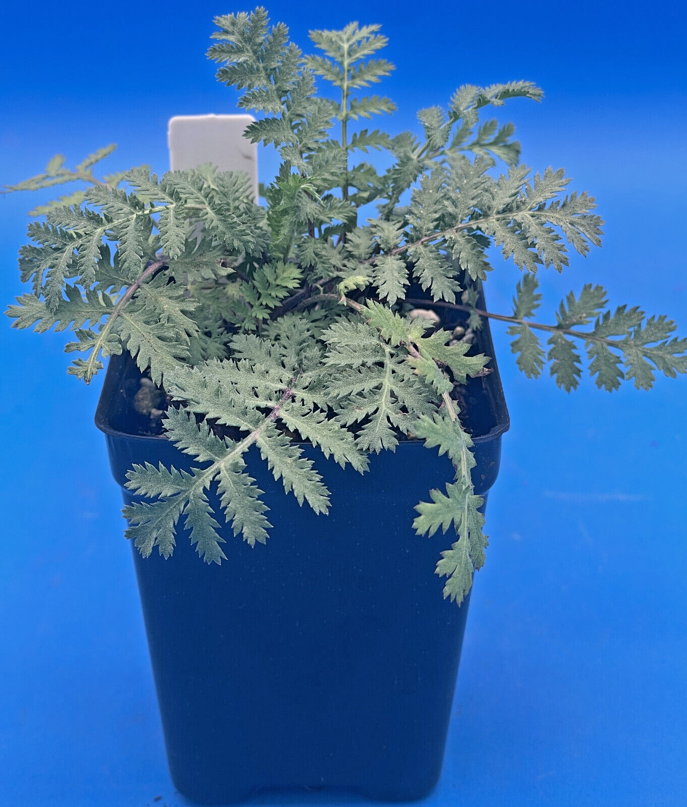 Tansy Live Plant 3" Starter Pot - Tanacetum vulgare