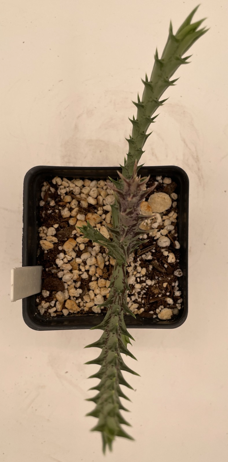 Orbea Semitubiflora 3.5" Potted Plant - Well Rooted - No Ship to Cali or Arizona