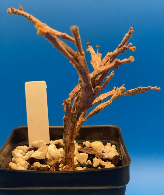 Euphorbia Platyclada Live Plant 3.5" Pot - Zombie Plant - Haunted Tree Euphorbia