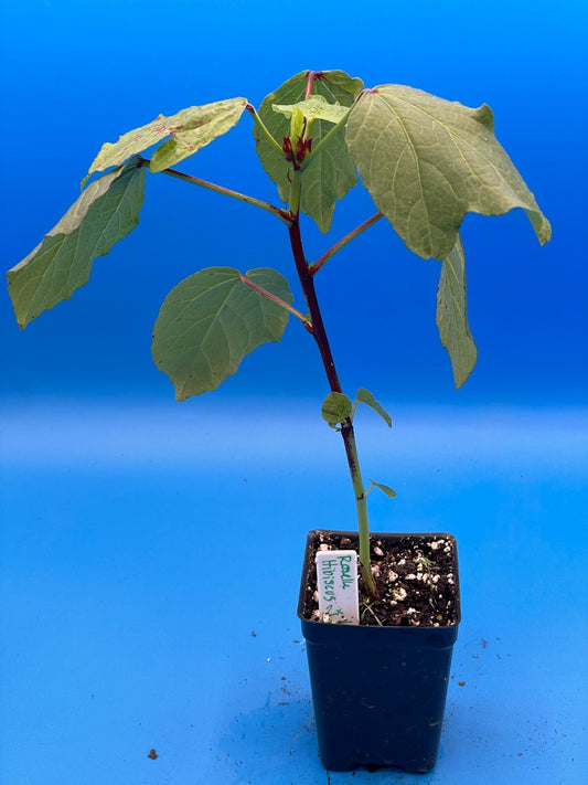 Hibiscus, Roselle Live Plant 3" Starter Pot - Hibiscus sabdariffa - Tea Anyone?!
