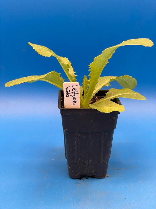 Wild Lettuce Live Plant 3" Starter Pot - Lactuca virosa