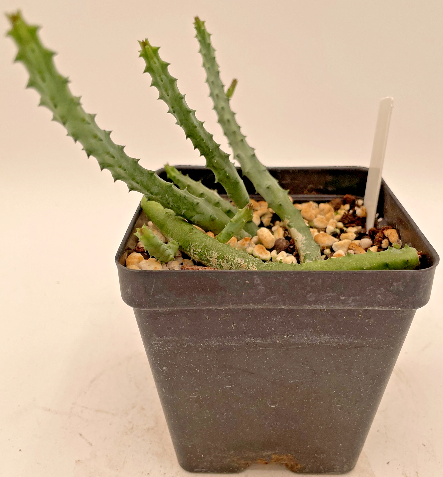 Huernia pendurata ROOTED And Growing In 3.5" Pot - Much Bigger Than A Cutting!