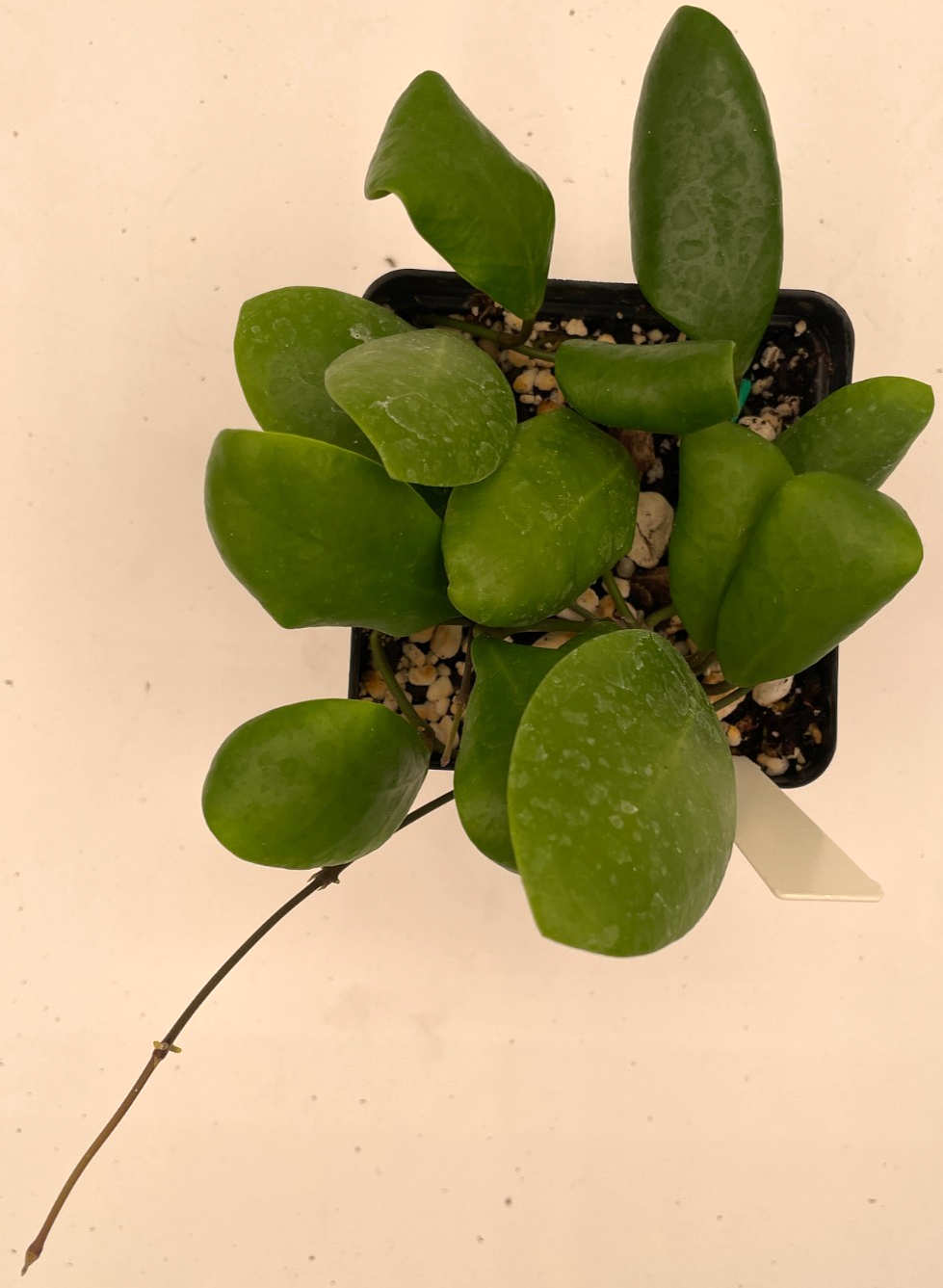 Hoya Lucardenasiana RARE! Well Rooted In 3.5" pot - Very Healthy - Houseplants