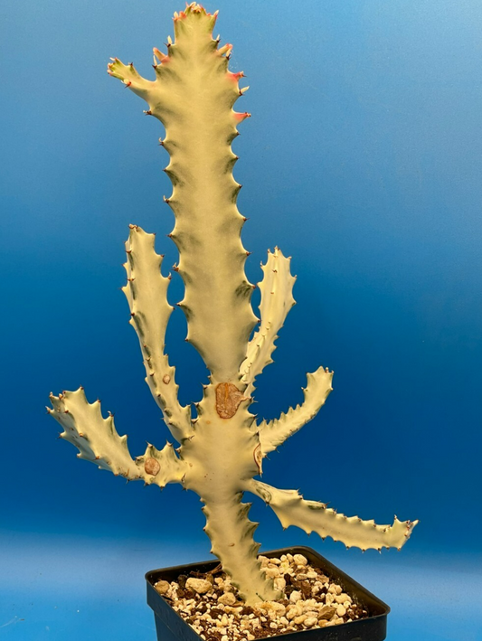 White Ghost Cactus Euphorbia Lactea 4.5" Super Healthy! The Four Armed Freak !-)