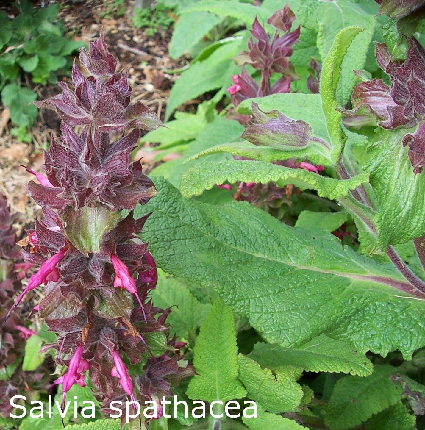 Pitcher Sage Starter Plant - Salvia spathacea -Amazing Pollinator Plant!