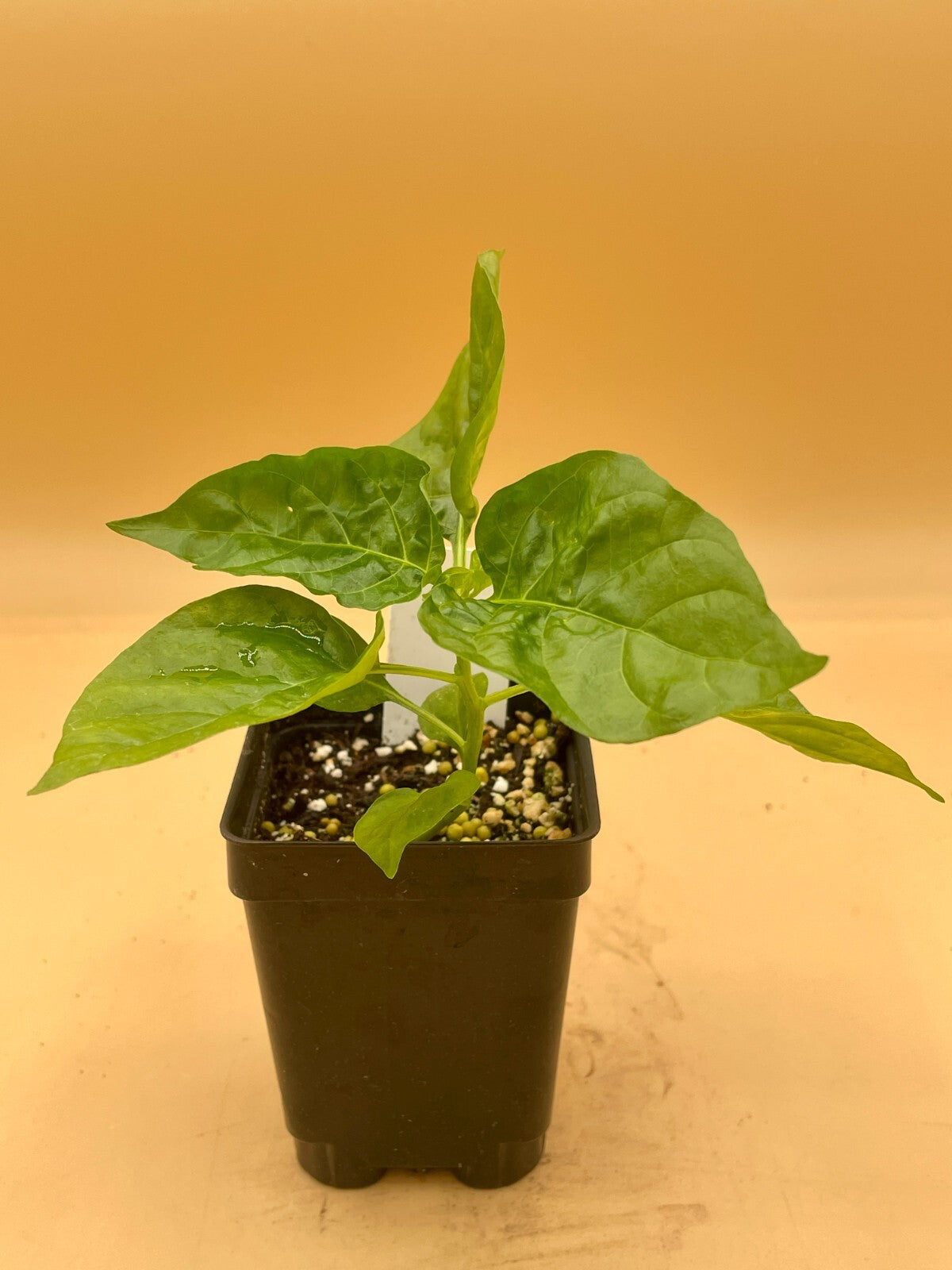 Sweet Datil Pepper Live 3" Starter Plant - Capsicum Chinense - Mild & Fruity!!!
