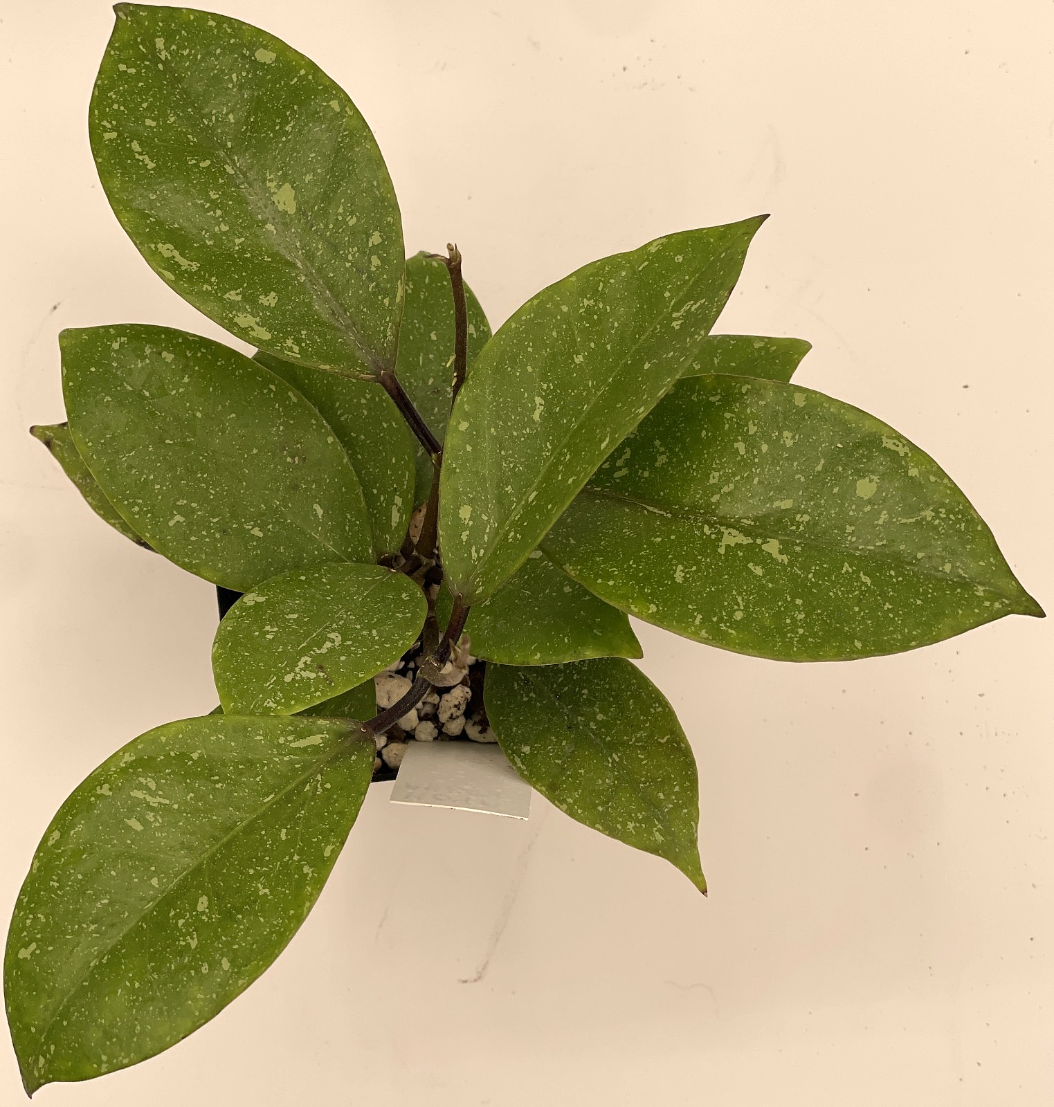 Hoya AH053 Rare! Fully Rooted Grown In 3.5" pot - SO HEALTHY!