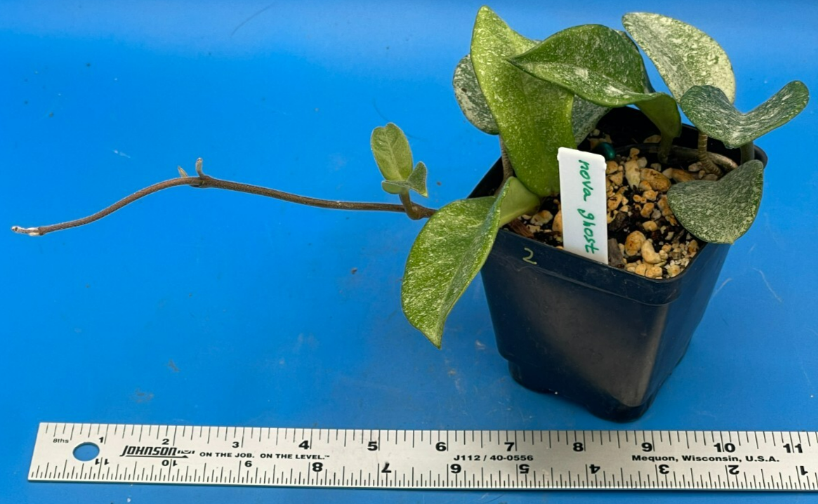 Hoya Carnosa ' Nova Ghost ' - 3.5 Inch Pot Super Healthy and Fully Rooted! (2)