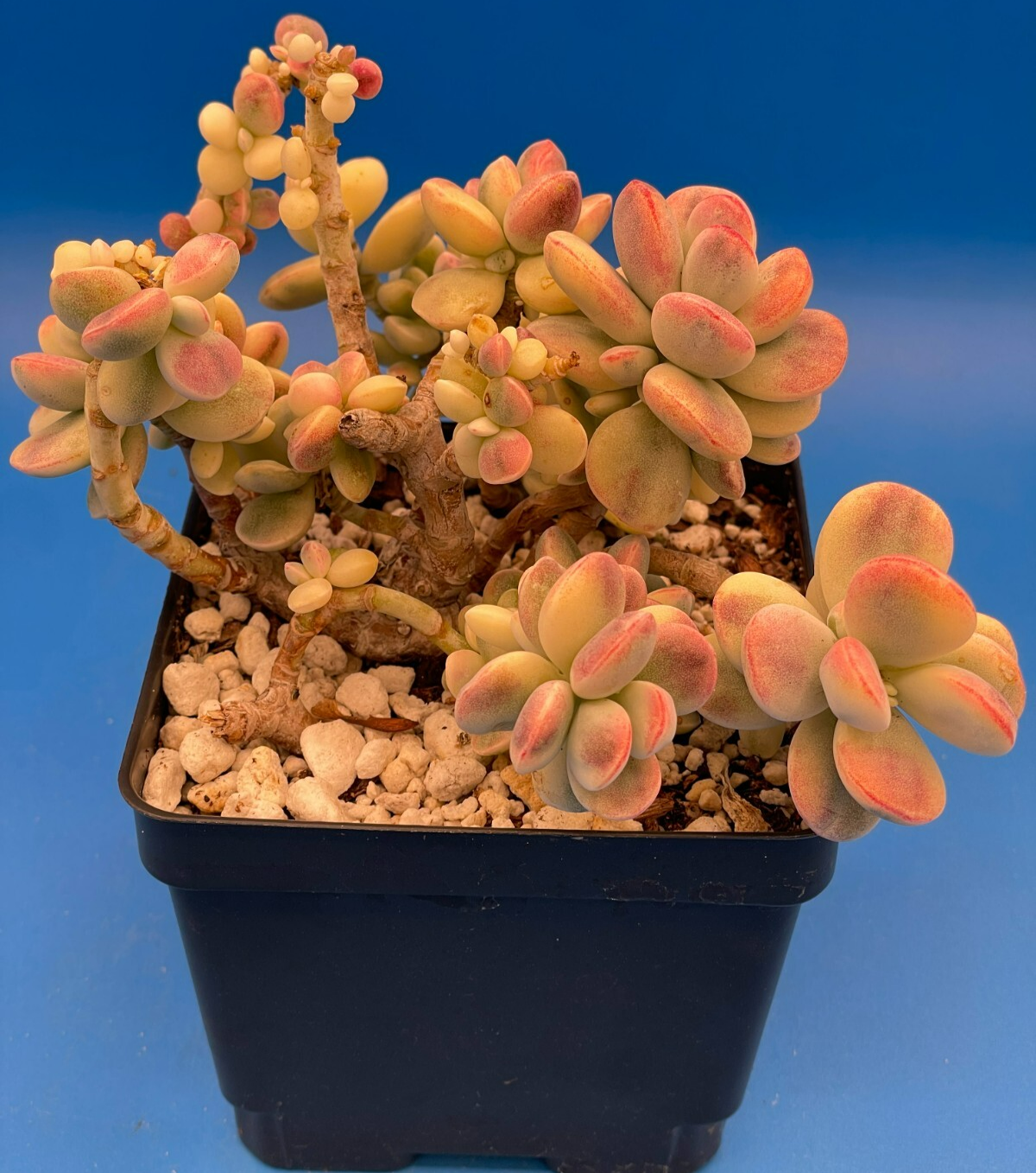 Cotyledon Orbiculata Var Oophylla f. Variegata! EXACT PLANT! Rare! 4.5" Pot (2)