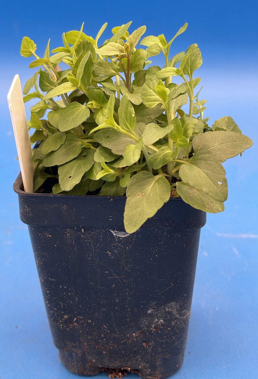 Barbat Skullcap Live Plant 3" Starter Pot - Scutellaria Barbata