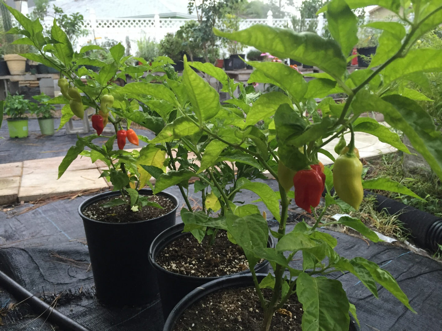 Sweet Datil Pepper Live 3" Starter Plant - Capsicum Chinense - Mild & Fruity!!!