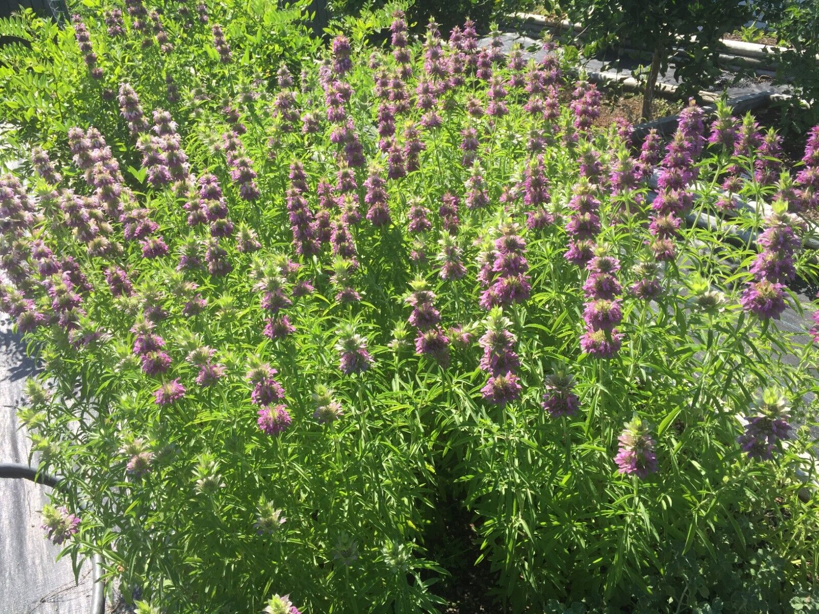 Lemon Beebalm/ Bergamot Starter 3" Plant - Monarda Citriodora