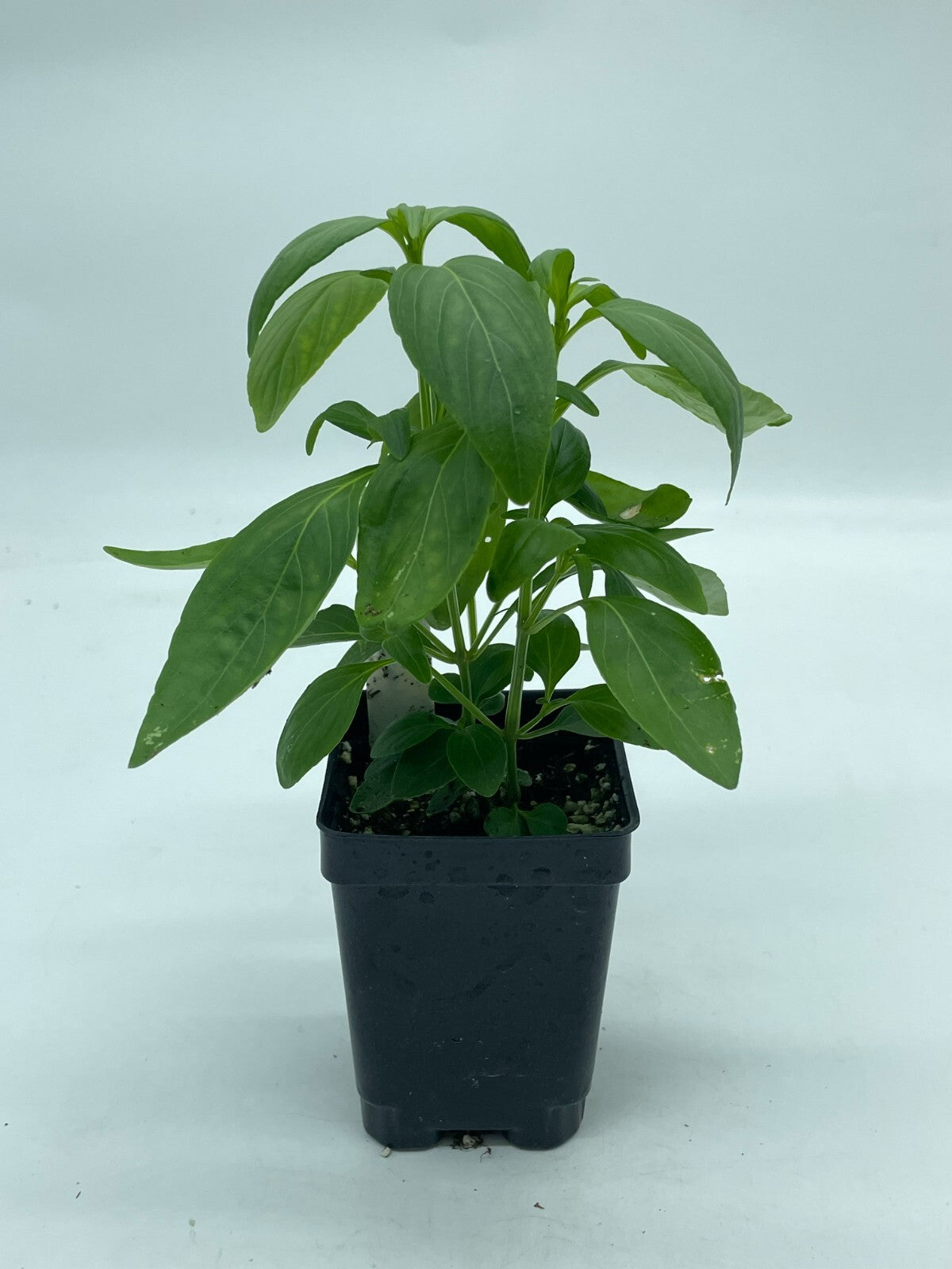 Green Chiretta Live Plant 3" Starter Pot - Andrographis Paniculata