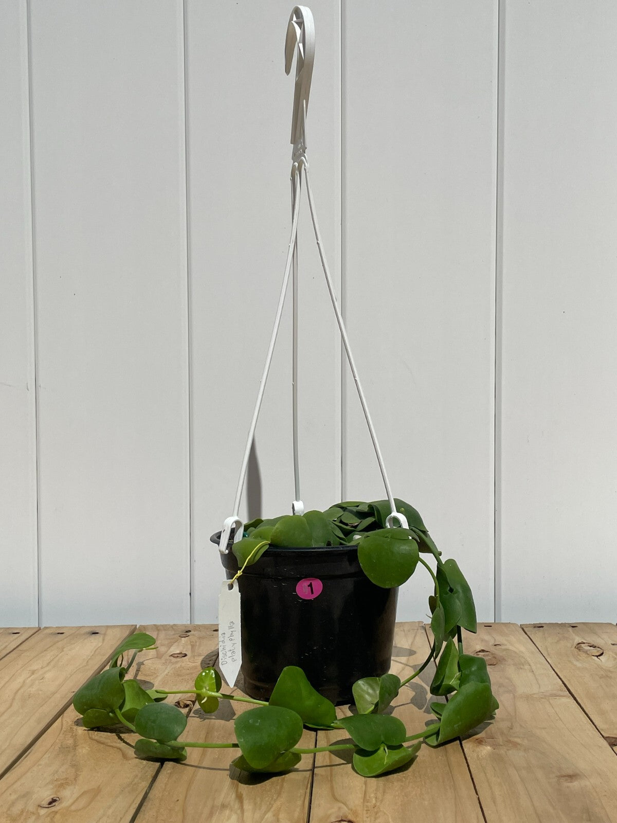 Dischidia Platyphylla - 6” Hanging Basket Pot- Super Healthy!! (1)