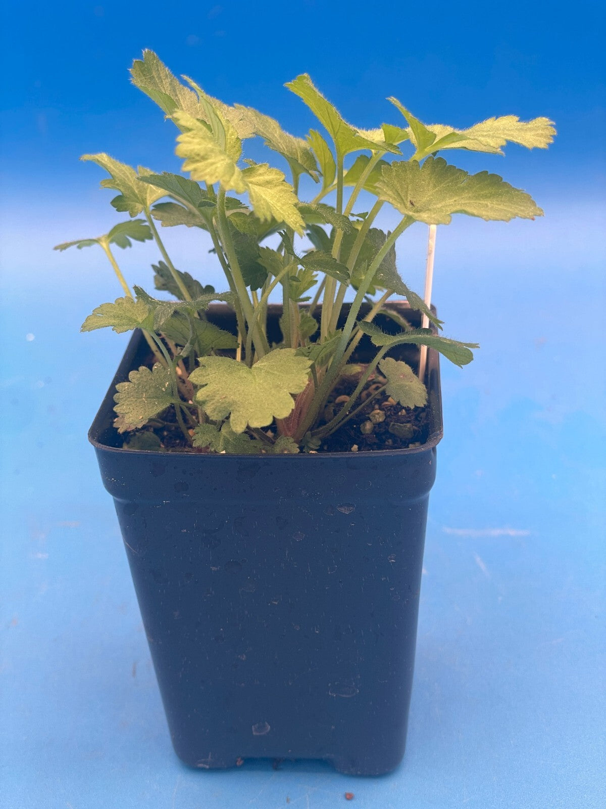 Wood Avens Live Plant 3" Starter Pot - Herb Bennet - Geum Urbanum - Hard to Find