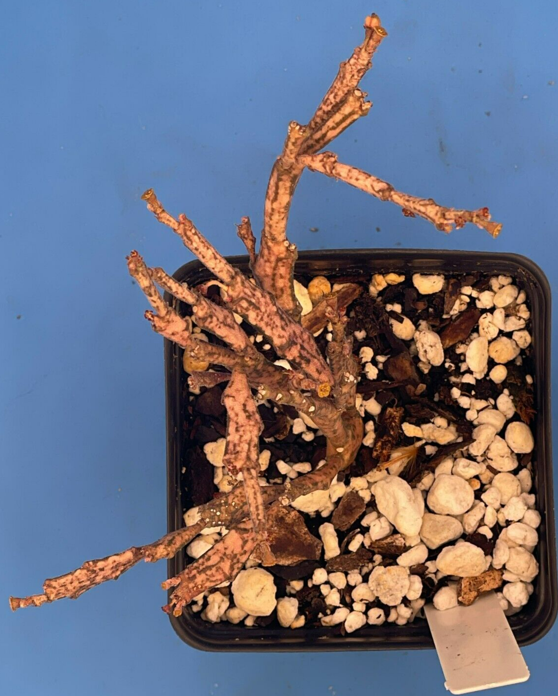 Euphorbia Platyclada Live Plant 3.5" Pot - Zombie Plant - Haunted Tree Euphorbia