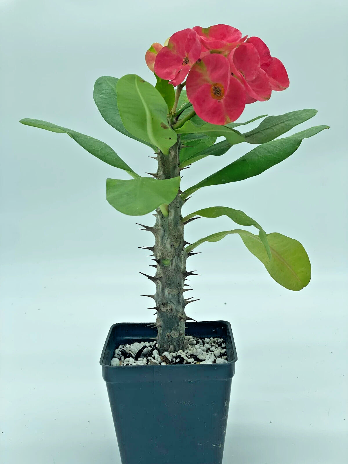 Crown Of Thorns Red Millionaire Korean Hybrid Euphorbia Milii Hybrid
