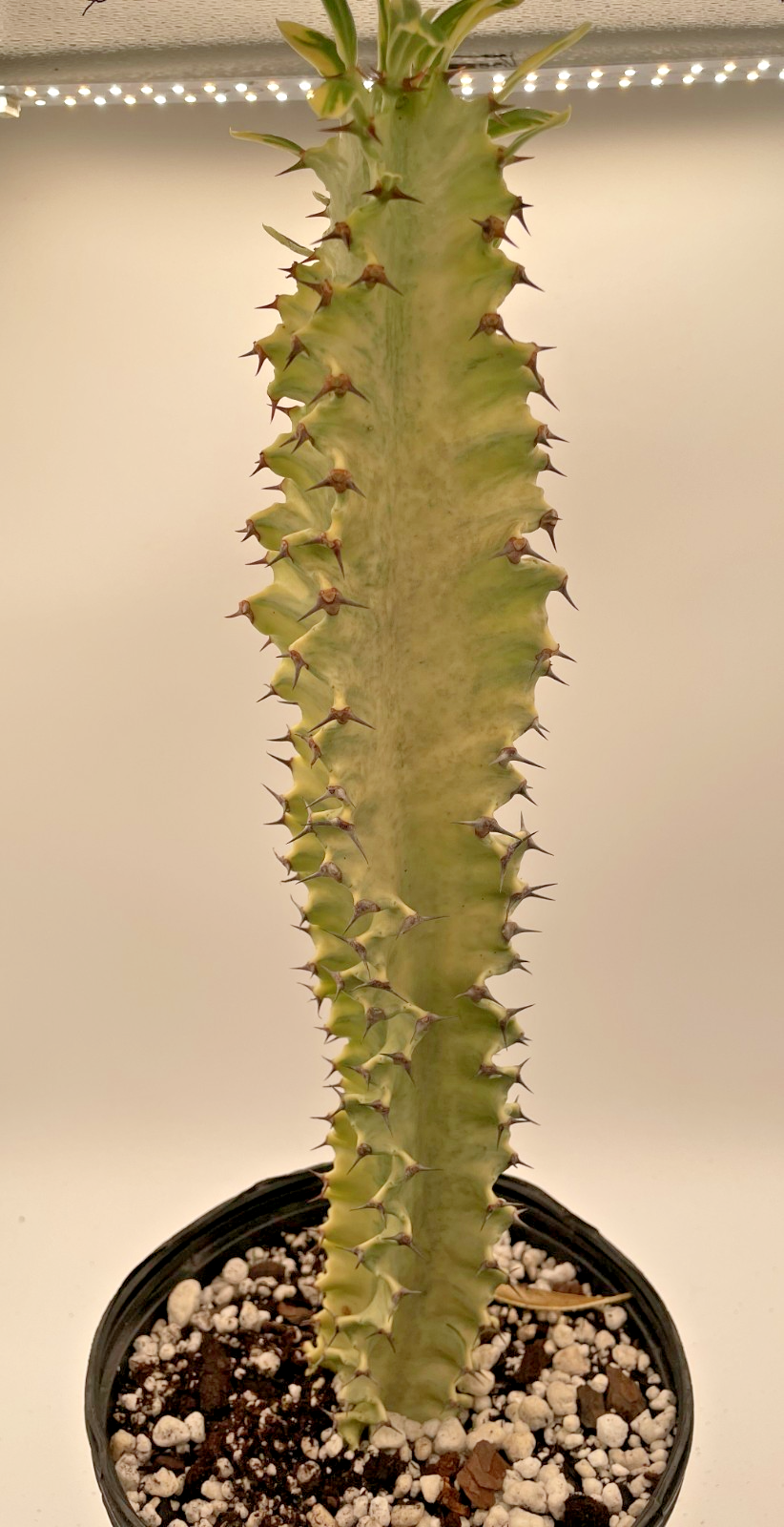 Euphorbia Ammak Variegata - In Gallon Pot - Super Healthy! No Ship to Cali Or AZ