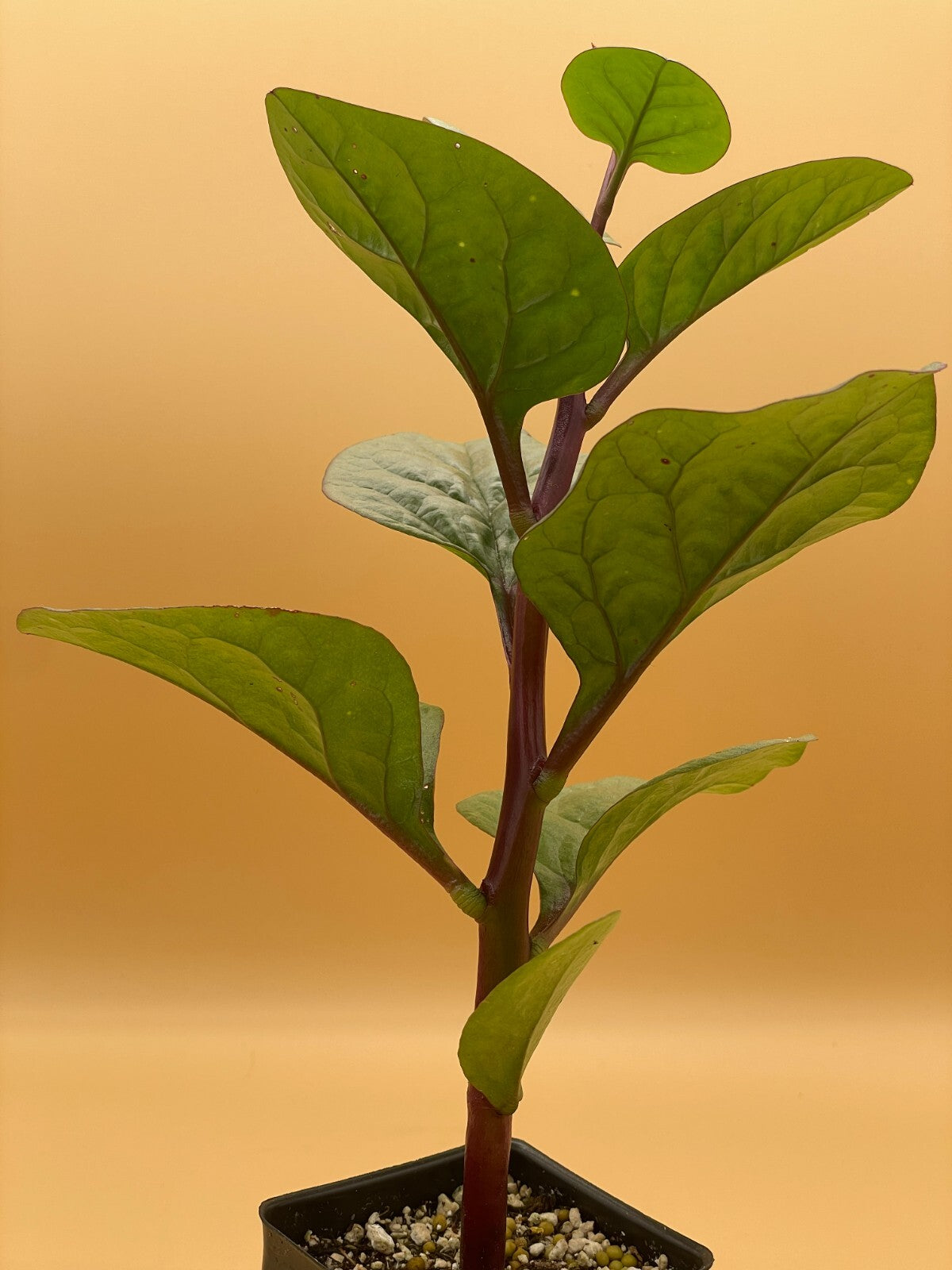 Malabar Spinach Red Live Plant 3" Starter Plant - Basella rubra