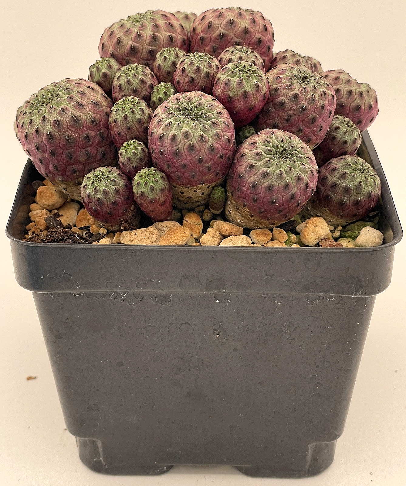 Sulcorebutia rauschii f. violacidermis Cactus 4.5" Pot -Multi Headed Very Happy!