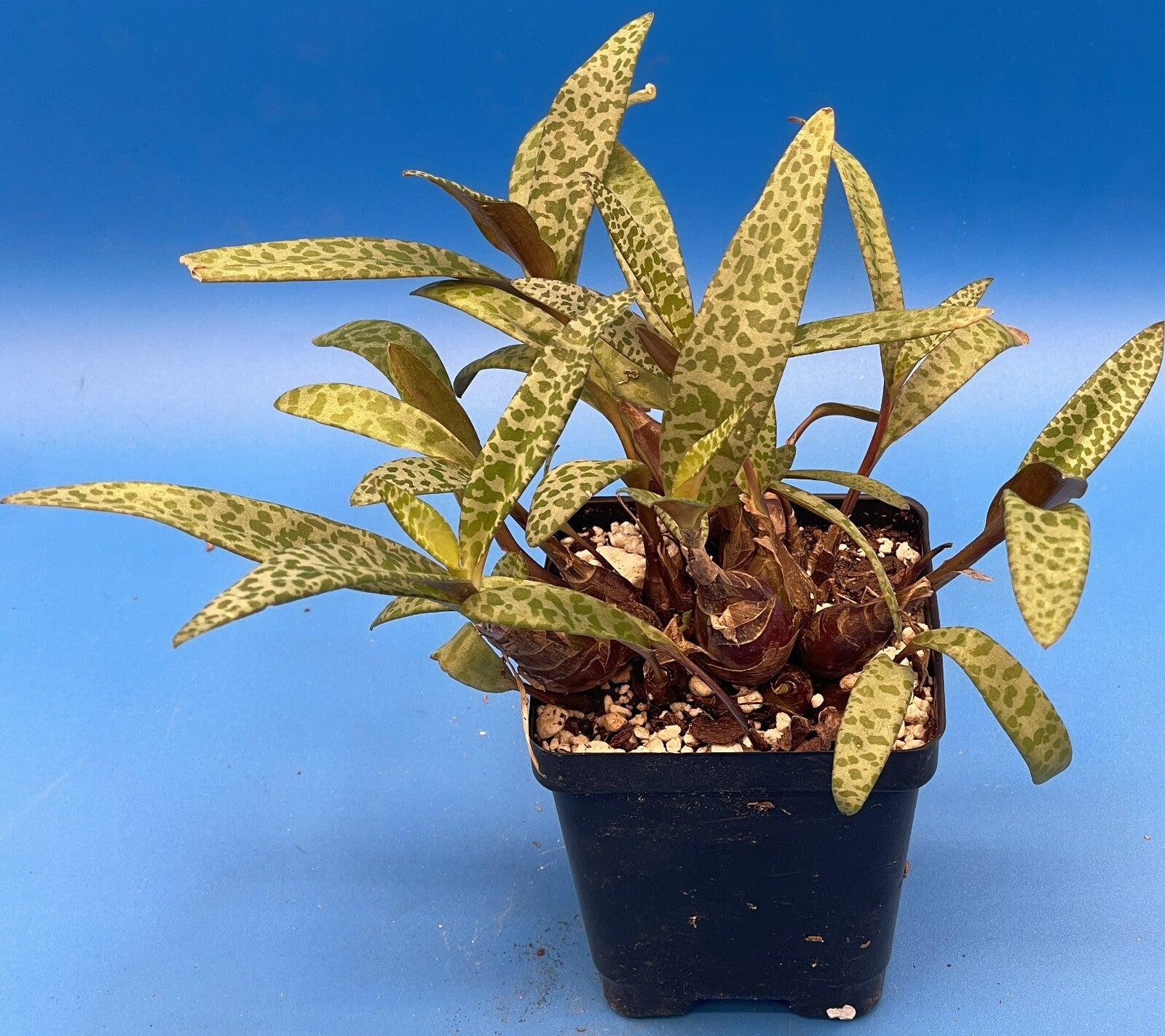 Silver Squill- Ledebouria socialis - Live Plant! Ships in 3.5 Inch Pot Shown!