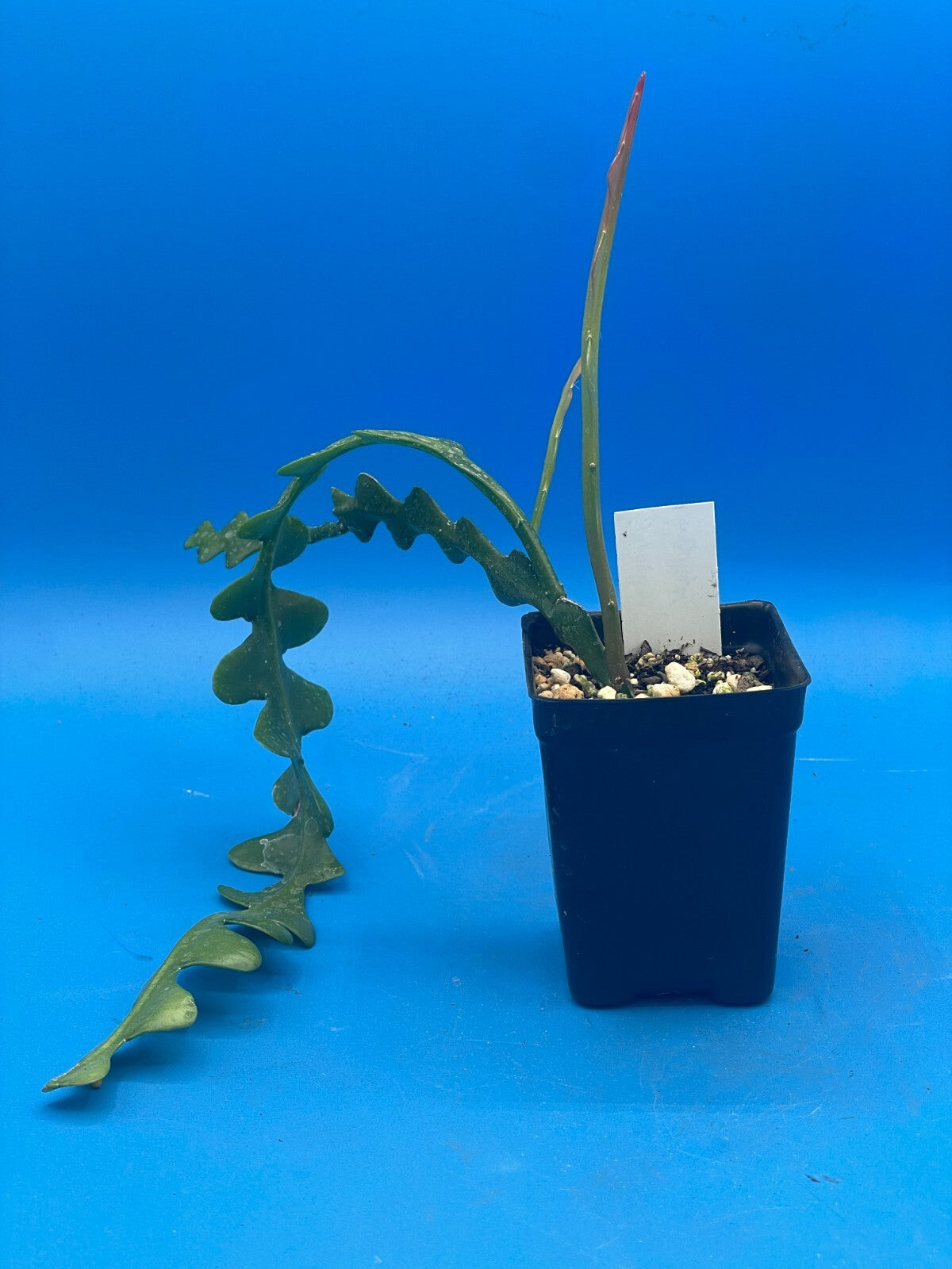 Epiphyllum Ric-Rac - Epiphyllum Anguliger - Fully Rooted In 3" Starter Pot