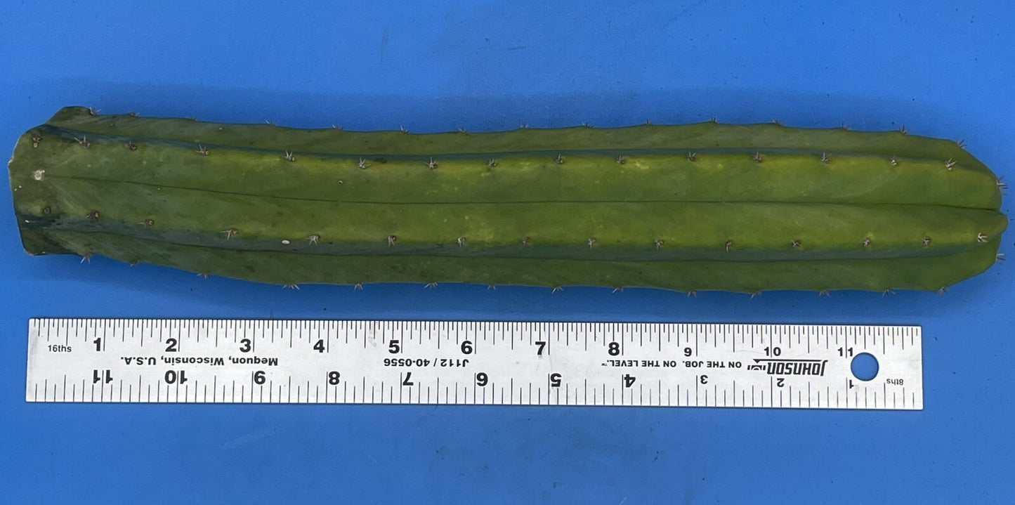 Cereus Cactus Cuttings - 12 Inches Minimum - Easy To Root! Cut To Order! 339