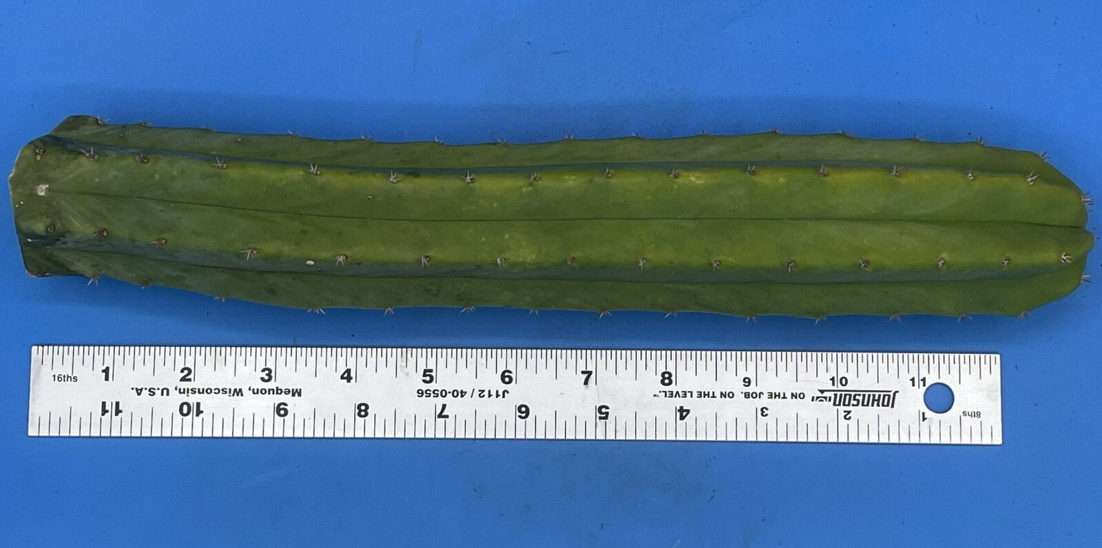 Cereus Cactus Cuttings - 12 Inches Minimum - Easy To Root! Cut To Order! 339