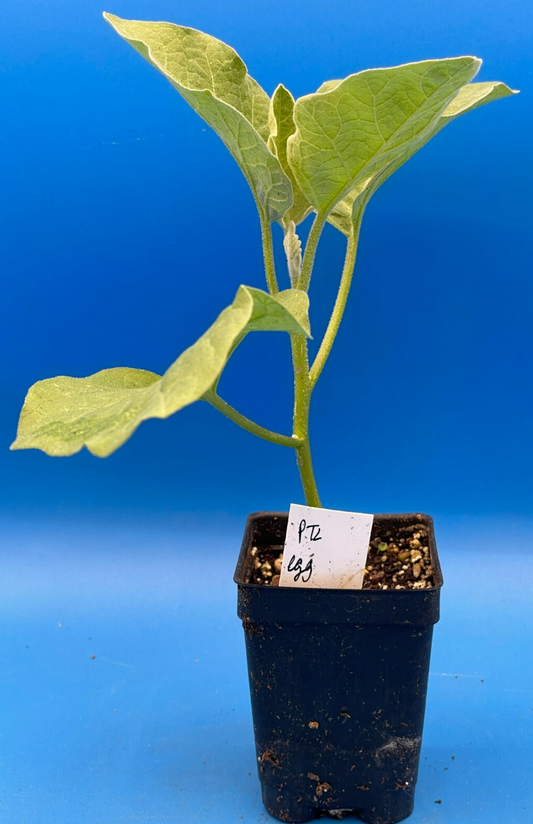 Eggplant, Ping Tung Long Live Plant 3" Starter Pot Solanum Melongena