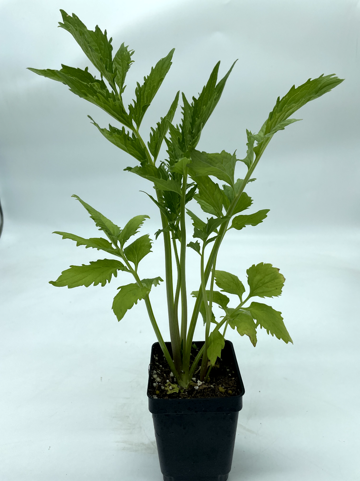 Valerian 3" Live Starter Plant - Valeriana officinalis - Cats and Naps!