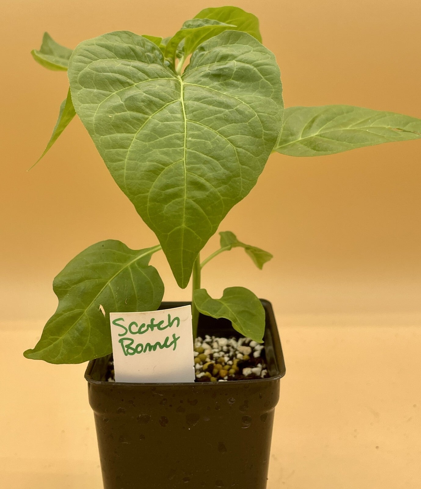 Scotch Bonnett Pepper Live Plant in 3" Starter Pot - Capsicum Chinense