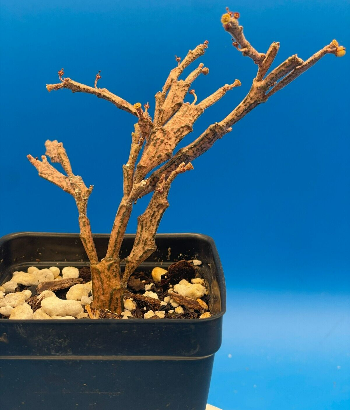 Euphorbia Platyclada Live Plant 3.5" Pot - Zombie Plant - Haunted Tree Euphorbia
