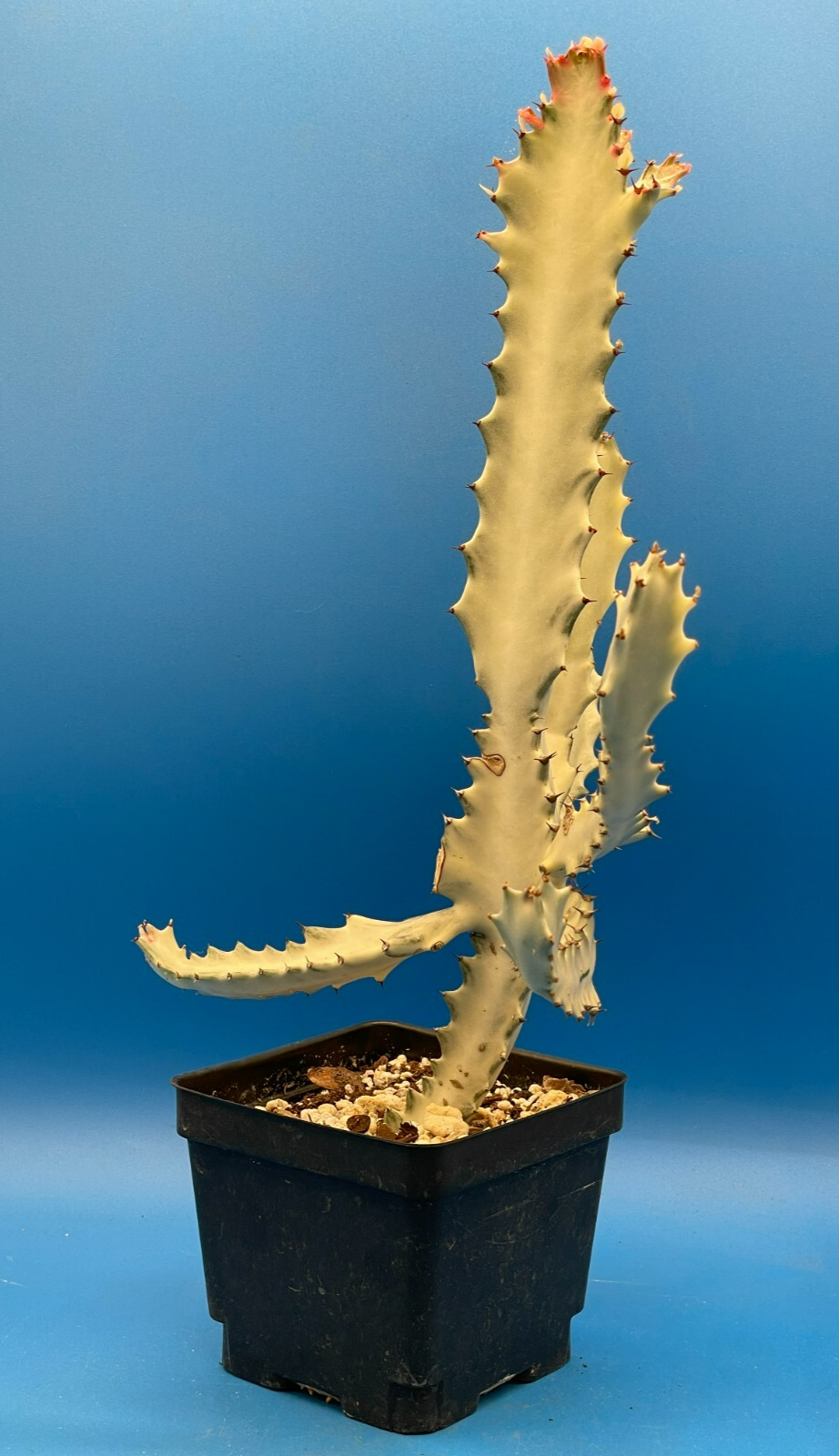 White Ghost Cactus Euphorbia Lactea 4.5" Super Healthy! The Four Armed Freak !-)