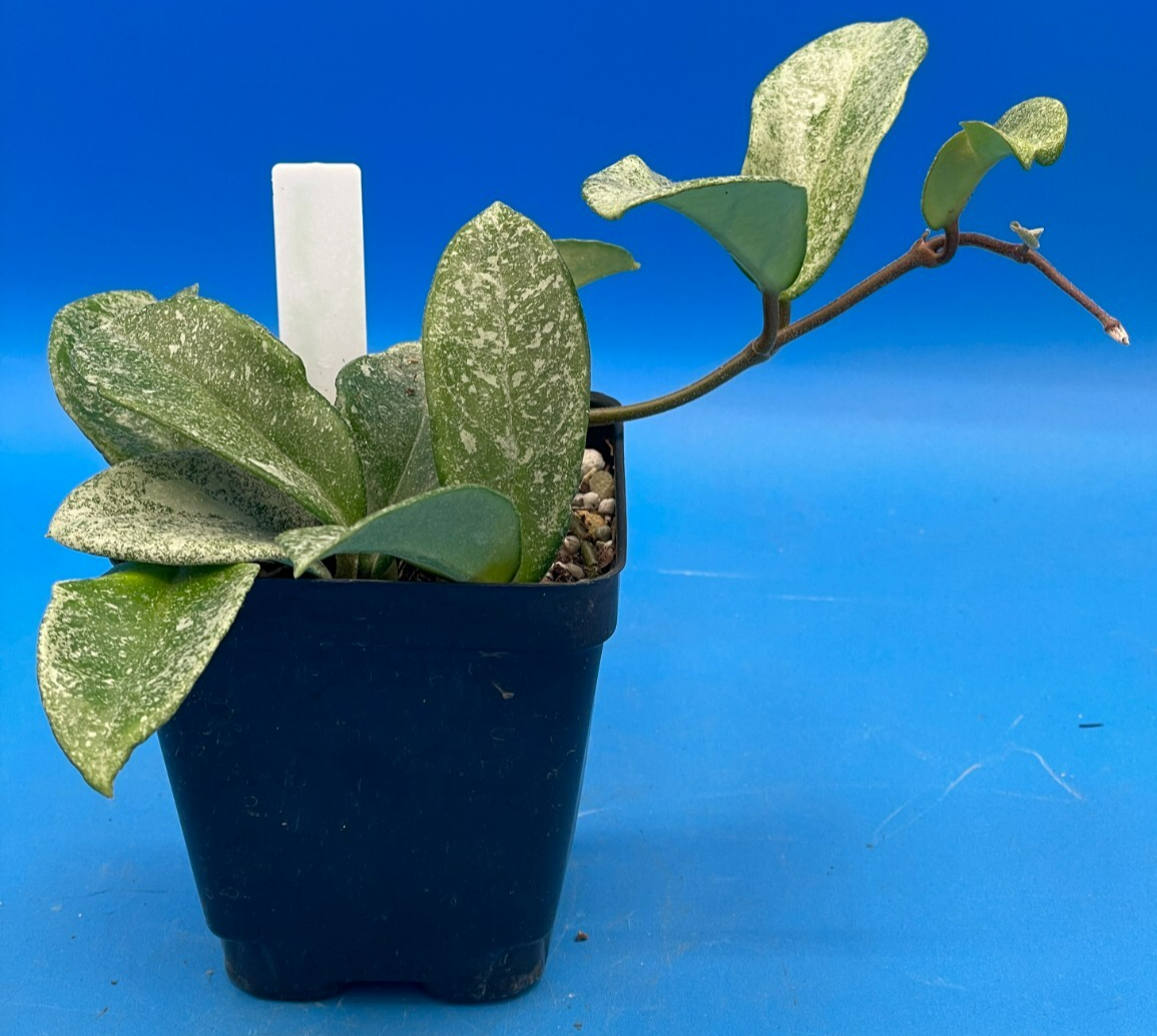 Hoya Carnosa ' Nova Ghost ' - 3.5 Inch Pot Super Healthy and Fully Rooted! (1)
