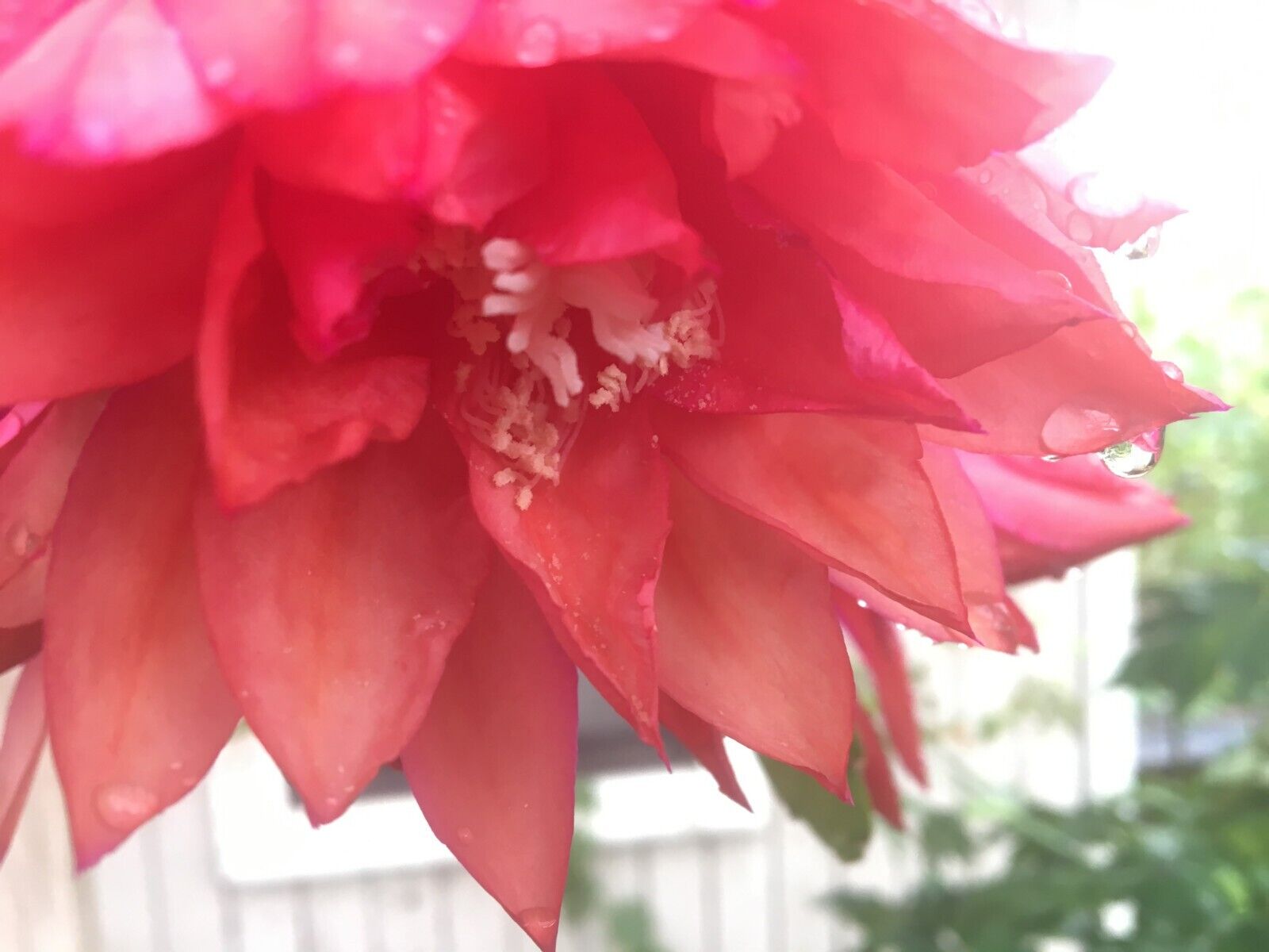 Epiphyllum 'Three Orange' Fully-Rooted Starter Pot