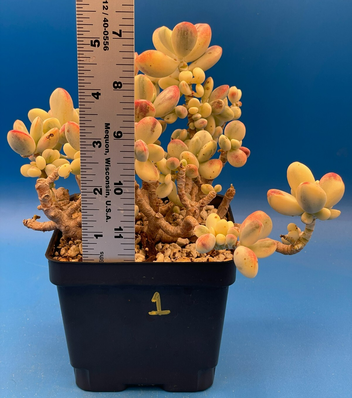Cotyledon Orbiculata Var Oophylla f. Variegata! EXACT PLANT! Rare! 4.5" Pot (1)