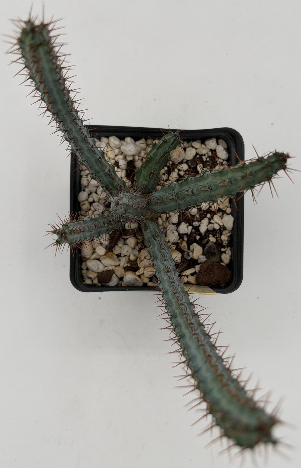 Euphorbia Louwii - 3.5 Inch Pot - Rare - Super Healthy! USA Grown!
