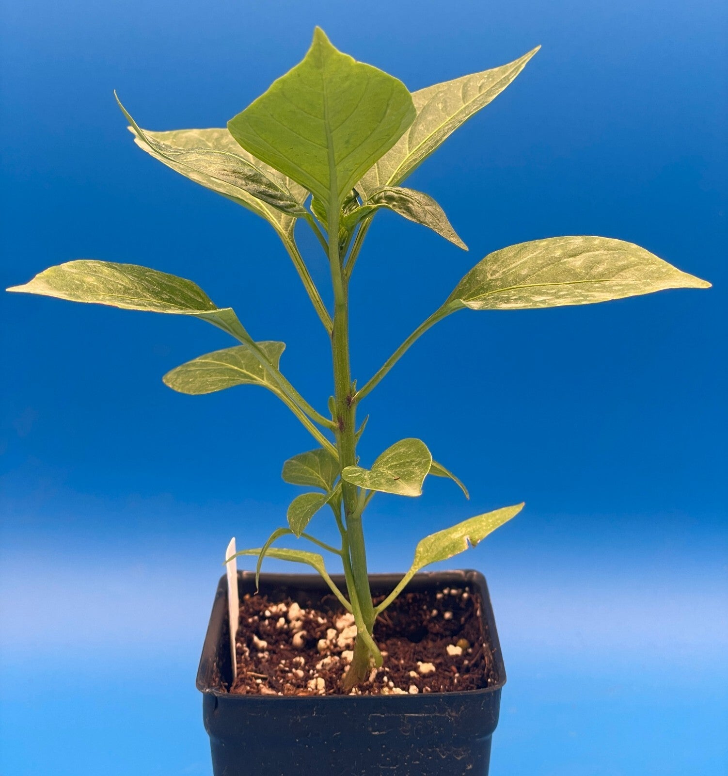 Big Jim Hatch Pepper Live 3" Starter Plant - Capsicum Annuum