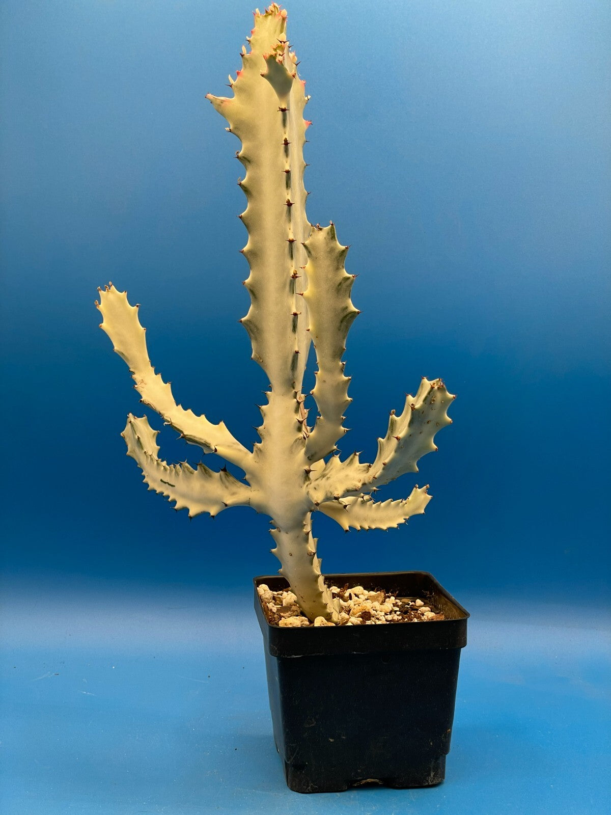 White Ghost Cactus Euphorbia Lactea 4.5" Super Healthy! The Four Armed Freak !-)