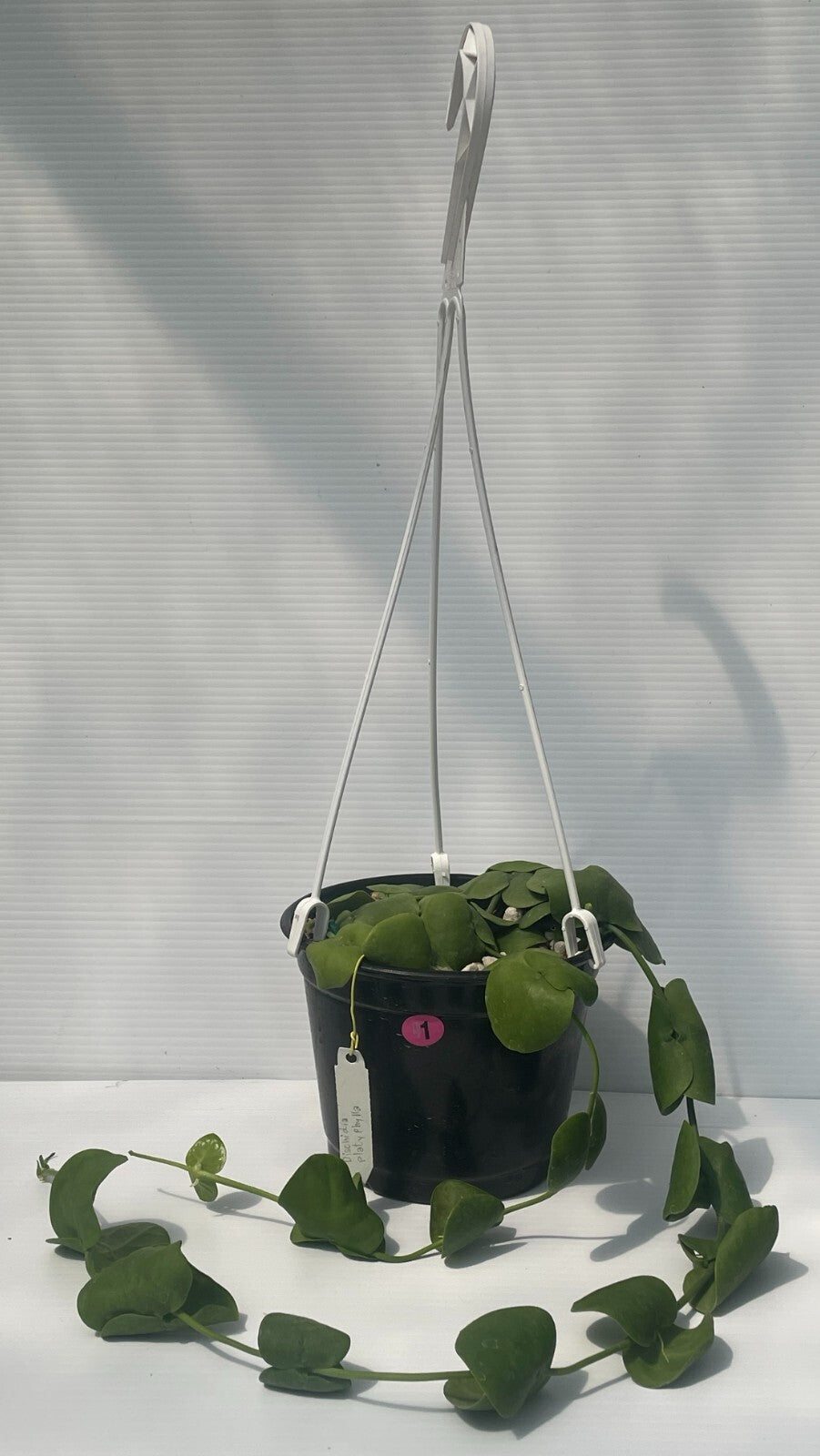 Dischidia Platyphylla - 6” Hanging Basket Pot- Super Healthy!! (1)