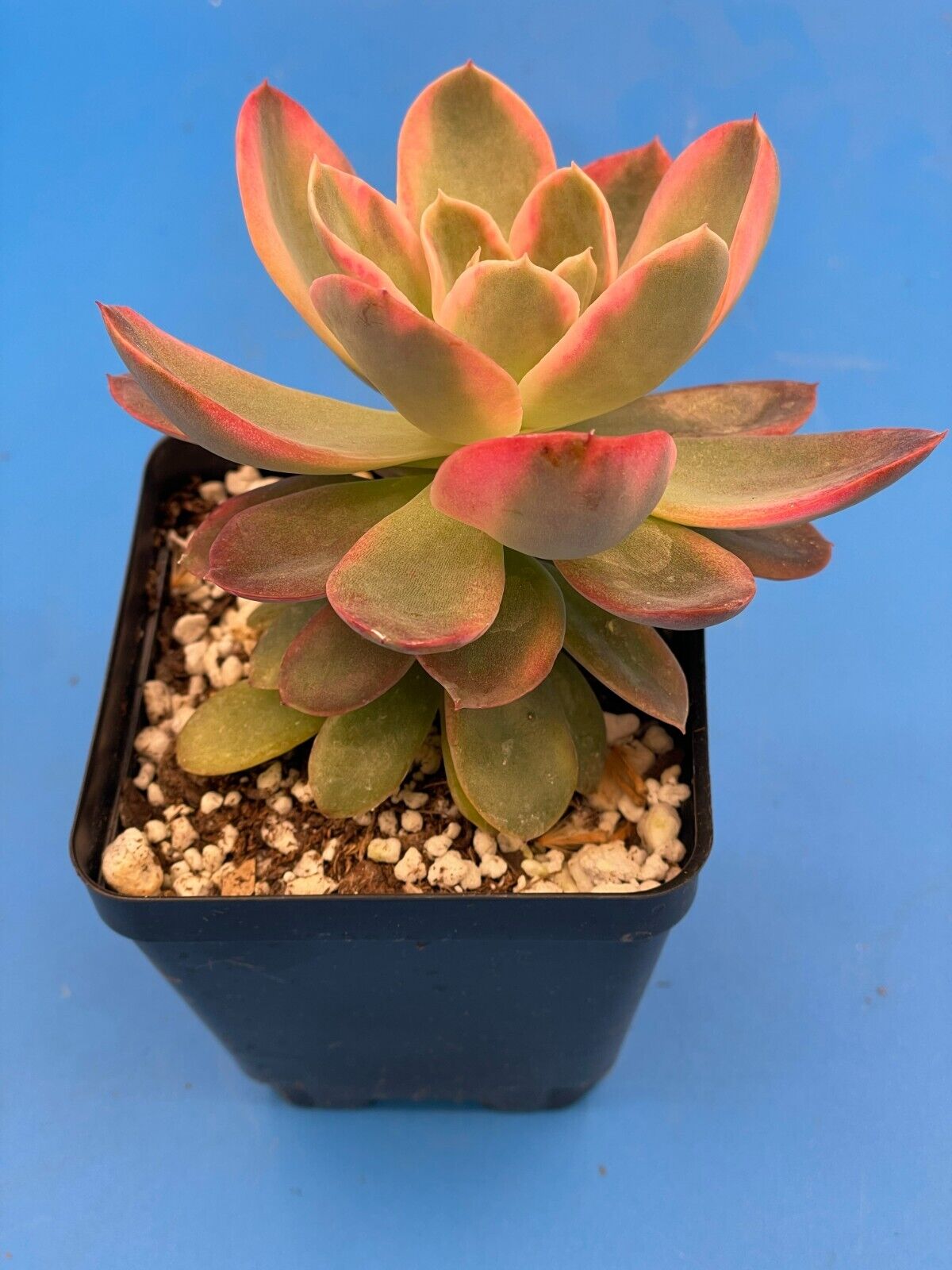 Echeveria Pink Vera Variegated- Hens And Chicks - Makes Pups! 3.5” pot