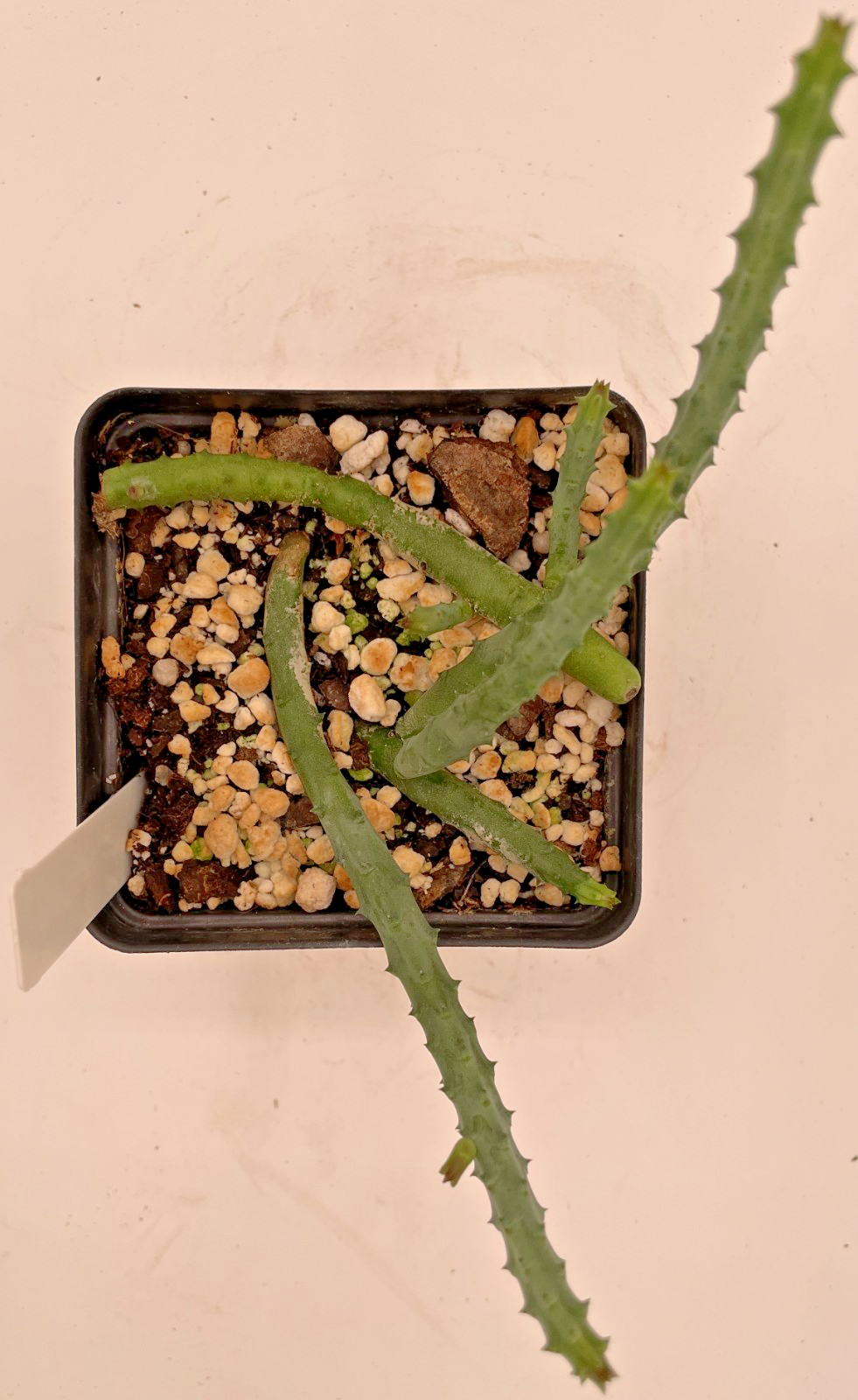 Huernia pendurata ROOTED And Growing In 3.5" Pot - Much Bigger Than A Cutting!